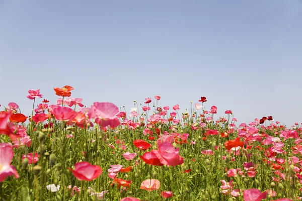 Field of poppies — Stock Photo, Image