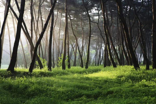 Landschaft in Südkorea — Stockfoto