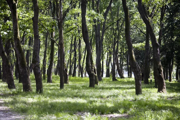 Landschaft in Südkorea — Stockfoto