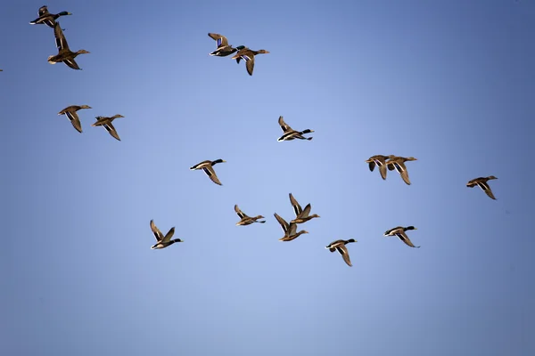 Vögel am Himmel — Stockfoto