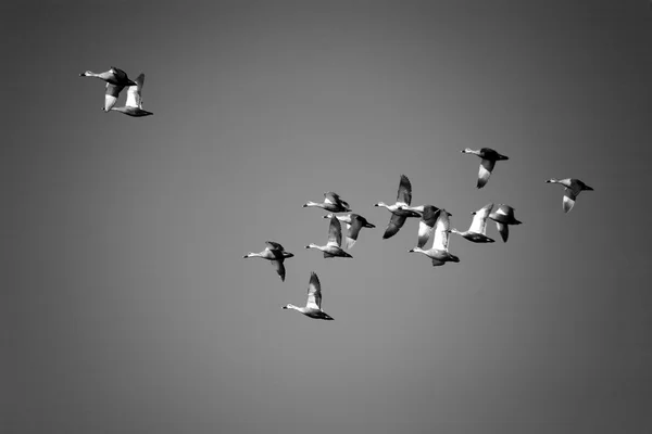 Vögel am Himmel — Stockfoto