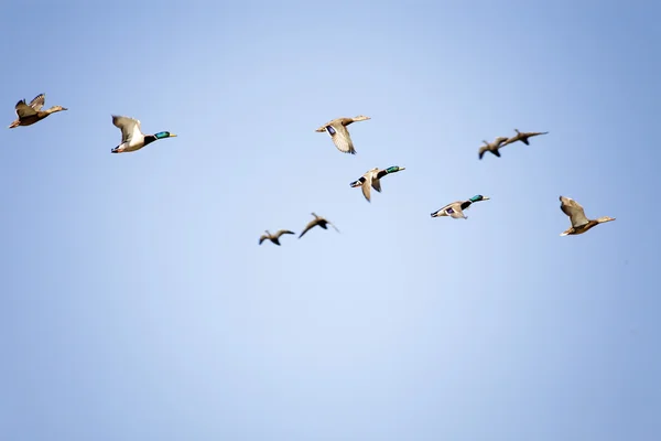 空中的鸟儿 — 图库照片