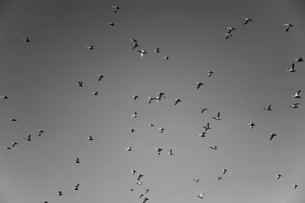空中的鸟儿 — 图库照片