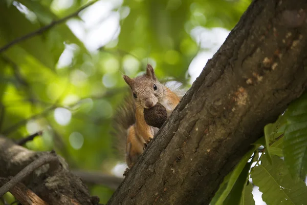 Ardilla en el árbol — Foto de Stock