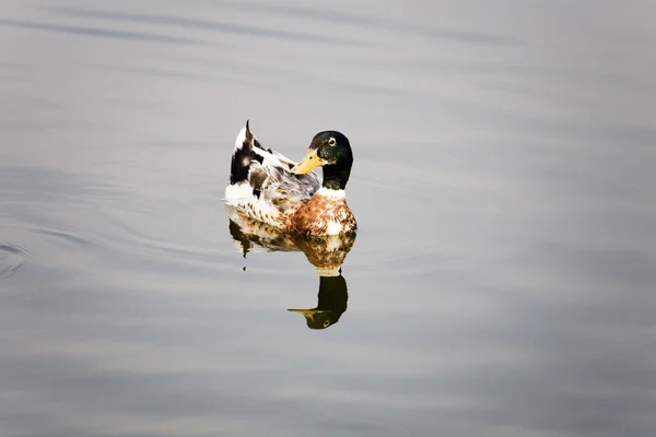 Mandarinenente — Stockfoto