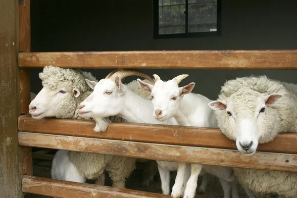 Schapen en geiten — Stockfoto