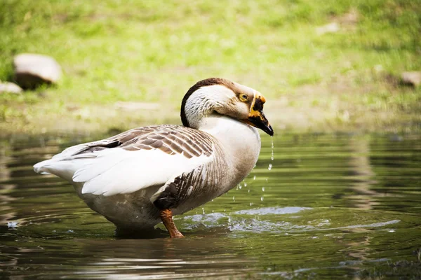 Gans im Wasser — Stockfoto