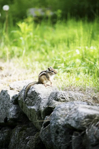 Eichhörnchen — Stockfoto