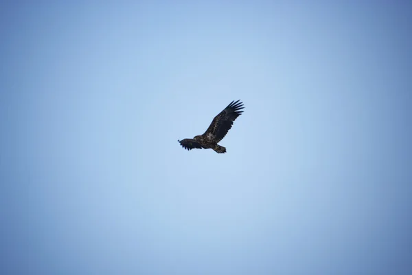 Adler fliegt in den Himmel — Stockfoto