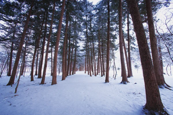 Winterbos — Stockfoto