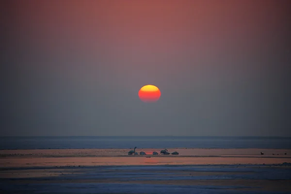 Trekkende zwanen op sihwaho meer — Stockfoto