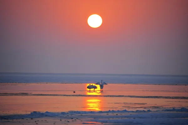 Trekkende zwanen op sihwaho meer — Stockfoto