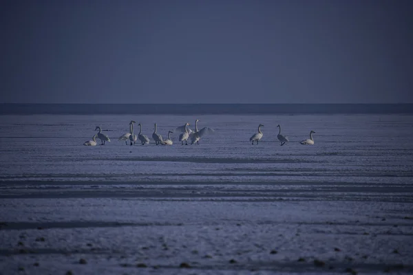 Winter landscape — Stock Photo, Image