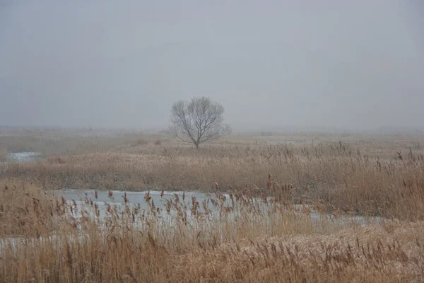 Paysage hivernal — Photo