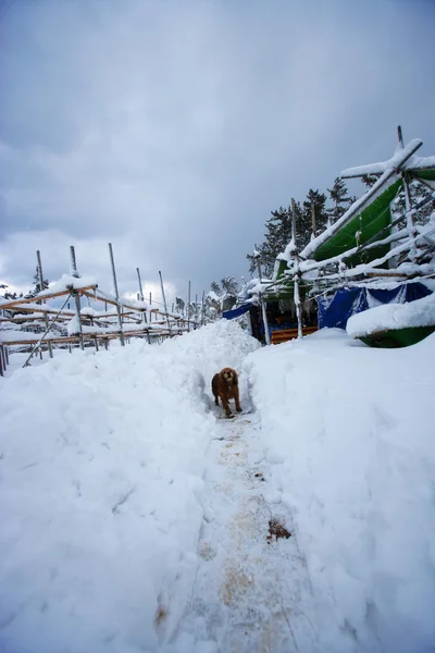 Winter landscape — Stock Photo, Image