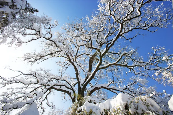 Landschap in Zuid-korea — Stockfoto