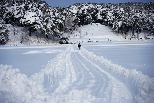 Снежный сельский пейзаж Южной Кореи — стоковое фото
