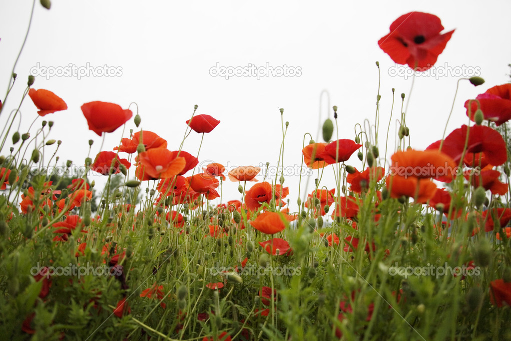 Field of poppies