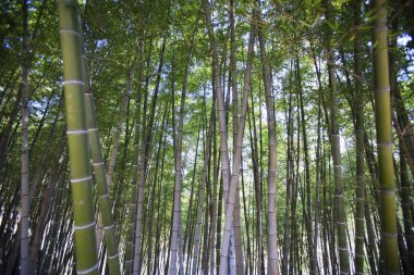 Güzel bambu ormanı