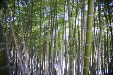 Güzel bambu ormanı