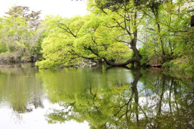 Güney Kore'de güzel gölet