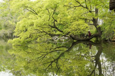 Güney Kore'de güzel gölet