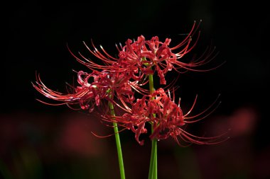 lycoris, kırmızı örümcek zambak
