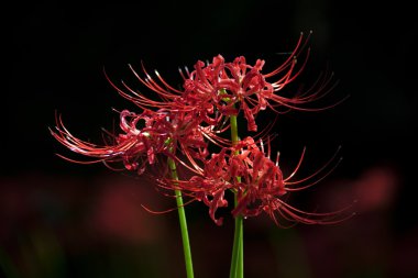 Lycoris, Red spider lily clipart