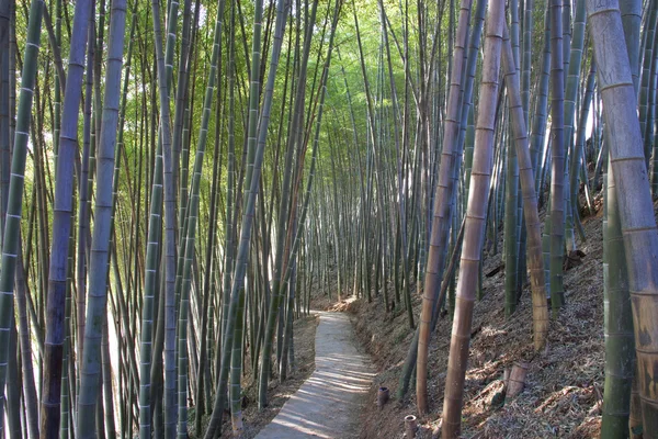 Hermoso bosque de bambú — Foto de Stock