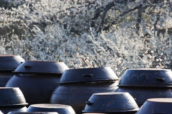 Traditional jars — Stock Photo, Image