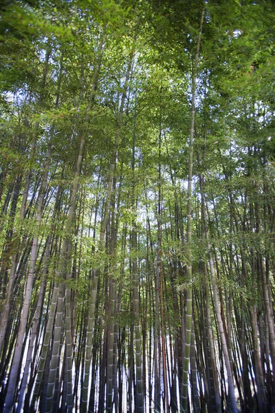 Piękny bambusowym lesie — Zdjęcie stockowe