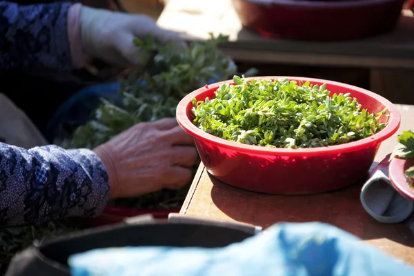 Comida em prato — Fotografia de Stock