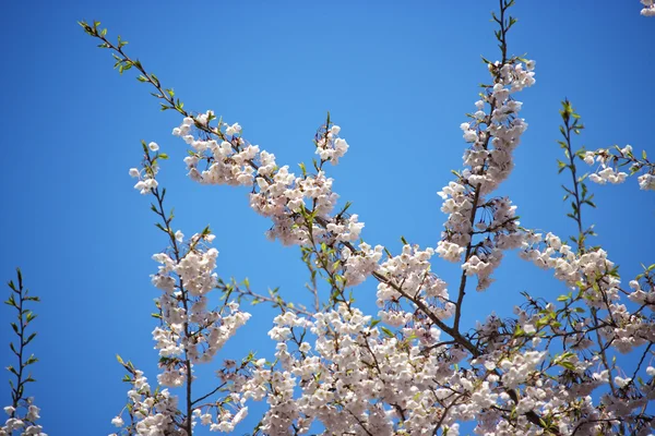 Ramas de árboles de primavera —  Fotos de Stock