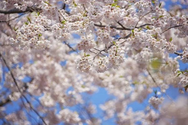 春天树的树枝 — 图库照片