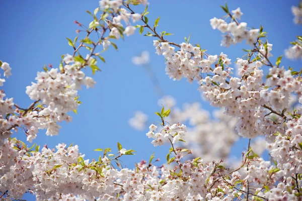 春天树的树枝 — 图库照片
