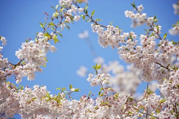 Spring boomtakken — Stockfoto