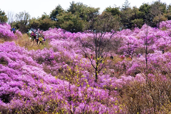 在韩国的群山 — 图库照片