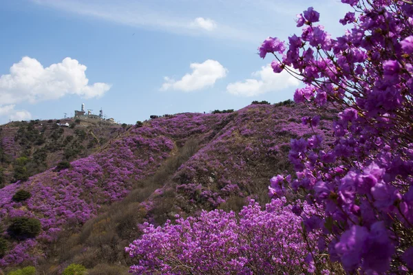 Güney Kore dağlarında — Stok fotoğraf