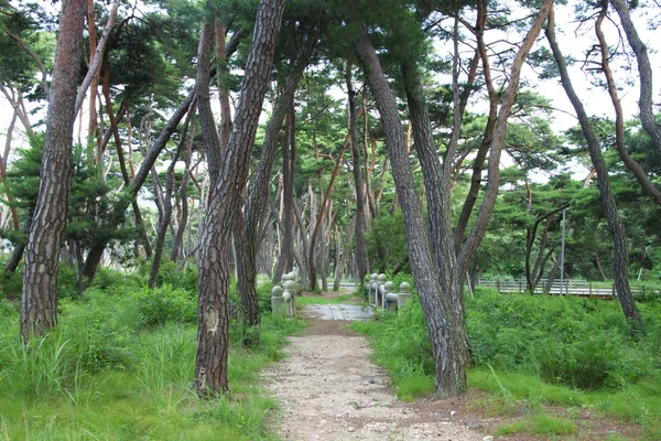 Camino del bosque de pinos — Foto de Stock