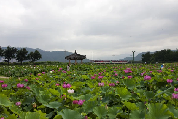 池塘里的荷花 — 图库照片