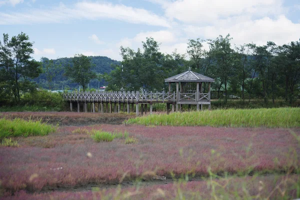 Park in Zuid-korea — Stockfoto