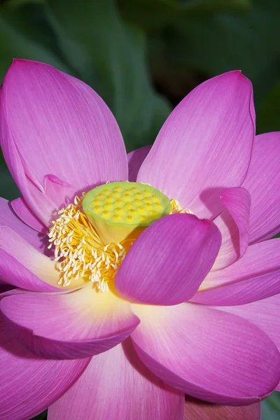 Lotus in the pond — Stock Photo, Image