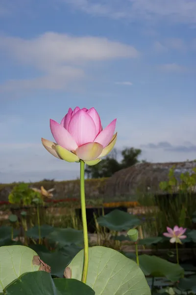 Lotus in the pond — Stock Photo, Image