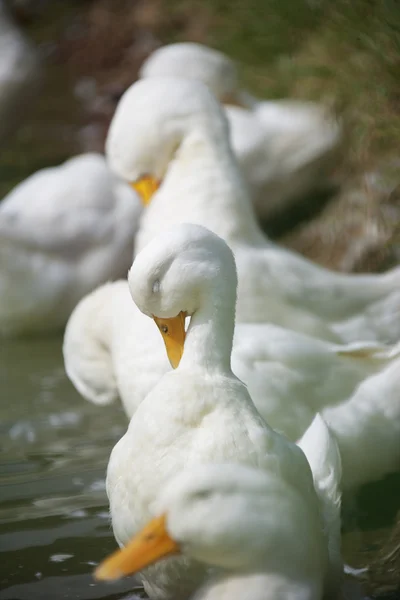 Patos close-up — Fotografia de Stock