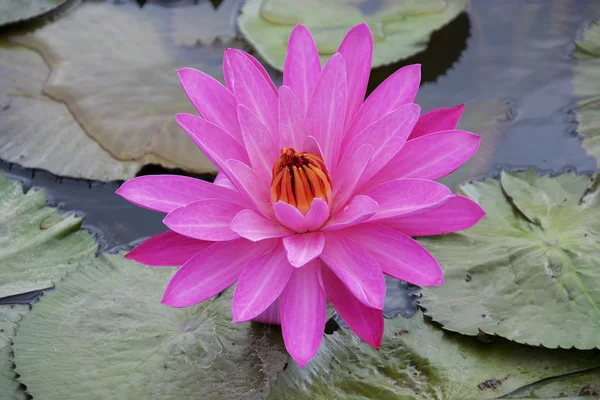 Lotus in the pond — Stock Photo, Image