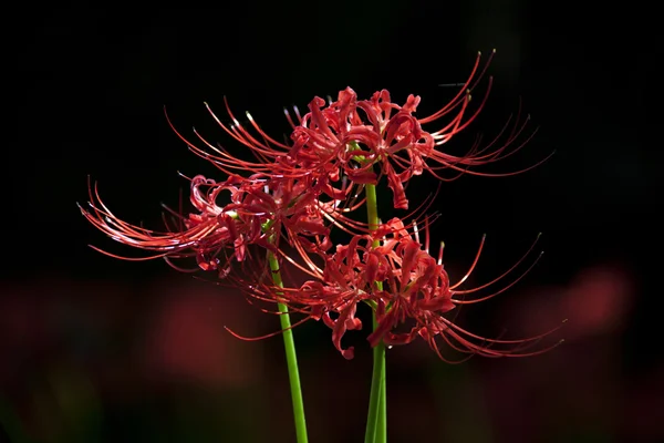 Lycoris, Giglio ragno rosso Foto Stock Royalty Free