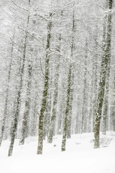 Winter bergen — Stockfoto