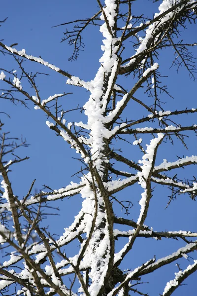 Besneeuwde boomtakken — Stockfoto