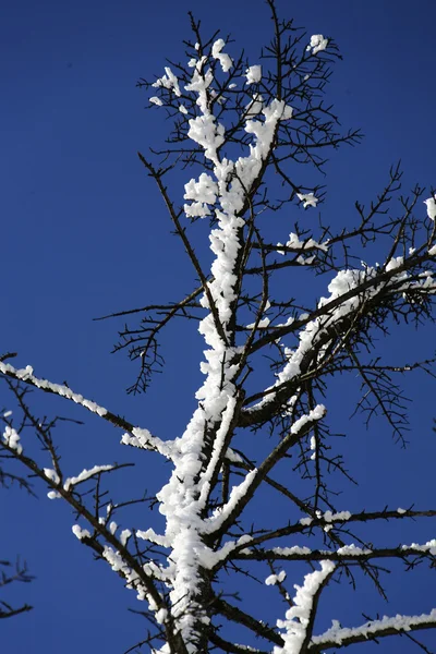 Besneeuwde boomtakken — Stockfoto