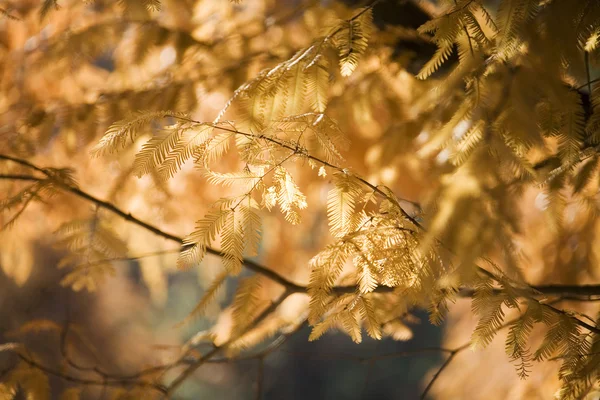 Fogliame autunnale — Foto Stock